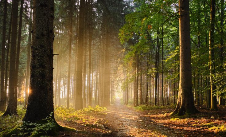 Kupf OÖ hat das Projekt KultUrwald vorgestellt (Foto: GD schaarschmidt/stock.adobe.com)