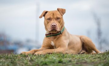 Sondermittel für sichere Unterbringung von Problemhunden im Tierheim Freistadt