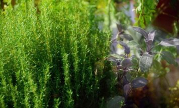 Notfallmittel aus der Natur