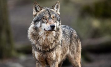 Abschussfreigabe für Risikowolf im Mühlviertel 