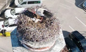 Storchen-Nachwuchs in Freistadt