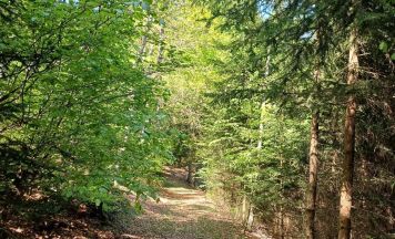 Klimafitte Mischwälder der Zukunft - Bezirksförster führt durch Waldlabor in Freistadt