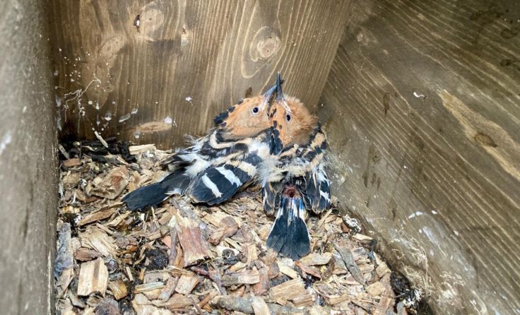 Die geretteten Jungvögel (Foto: Heidi Kurz)