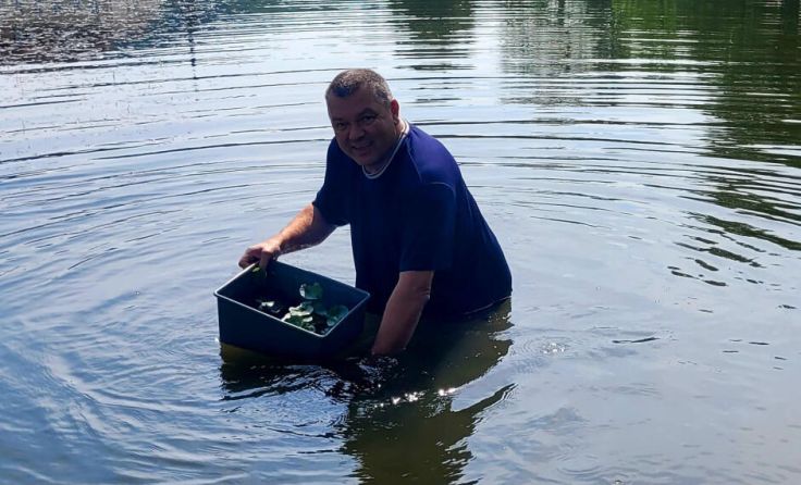 Bauhofleiter Werner Eibensteiner beim Einsetzen der Lotusblüten im Frauenteich. (Foto: privat)