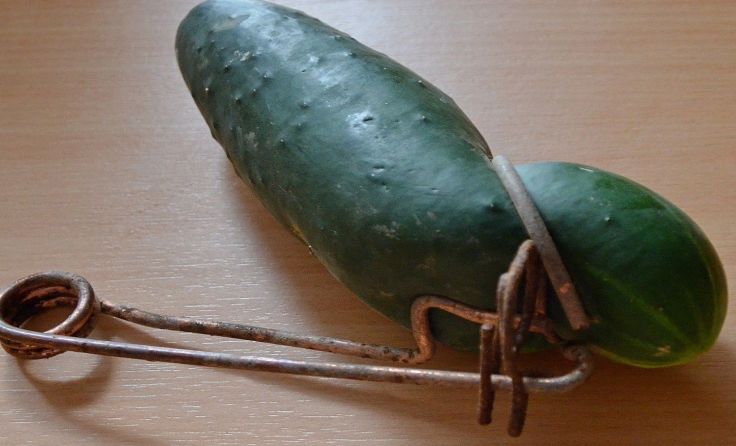 Die gefangene Gurke in der Falle.