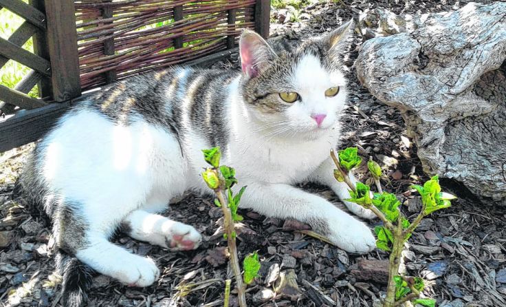„Columbo“ wird vermisst.