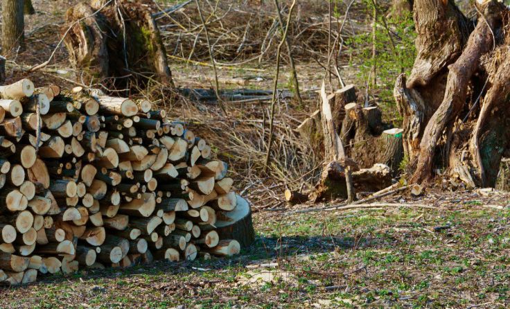 Der Mann wurde vom Baum erfasst und in ein Bachbett geschleudert. Foto: Wodicka/Symbolbild