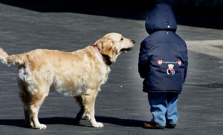 Das Kleinkind wurde von dem Hund an der Wange verletzt. Foto: Symbolbild/Wodicka