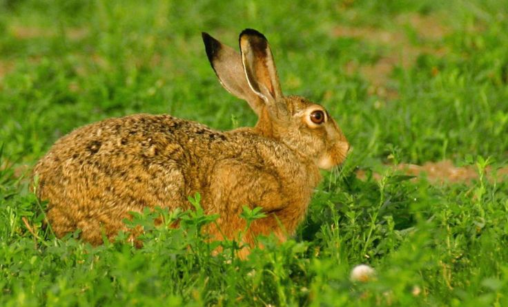 Der Hase lief auf die Fahrbahn und verursachte so einen Verkehrsunfall. Foto: Wodicka