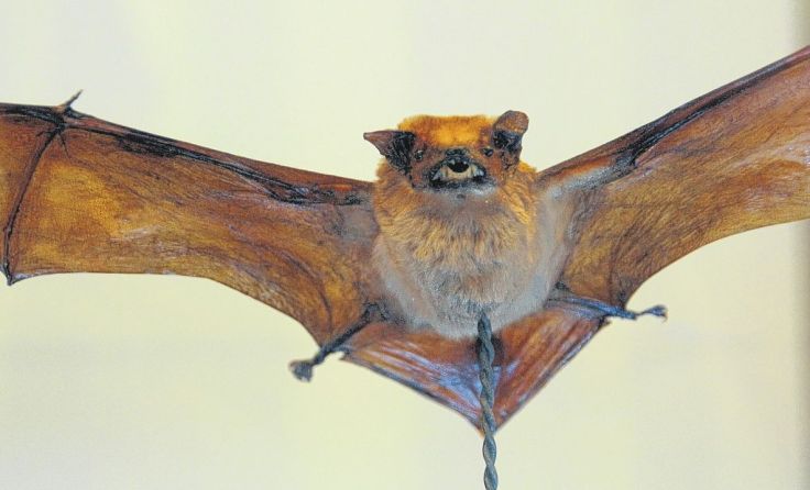 Zur Ausstellung „Höhlen & Erdställe“ gehören auch die Fledermausexponate.
