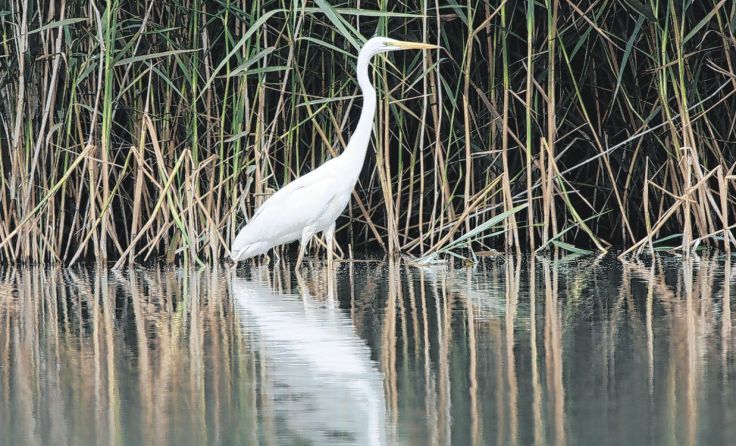 Der Silberreiher steht unter Naturschutz. Fotos: Josef Limberger