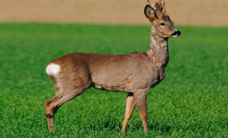 Das Reh sprang gegen die am Sozius mitfahrende Frau. Foto: Wodicka/Symboldbild