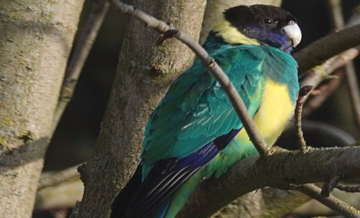 August Falkner hat den Vogel entdeckt und mit seiner Kamera festgehalten. Foto: Falkner