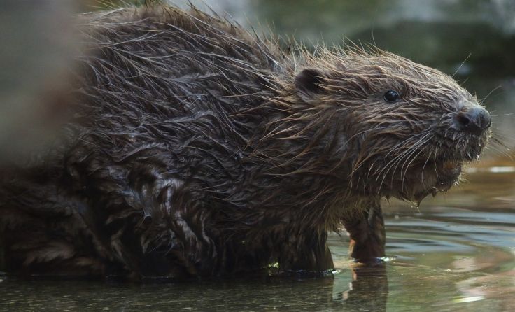 Der Biber liebt die Trattnach und hinterlässt hier unweigerlich seine Spuren. Foto: Bernhard Schön
