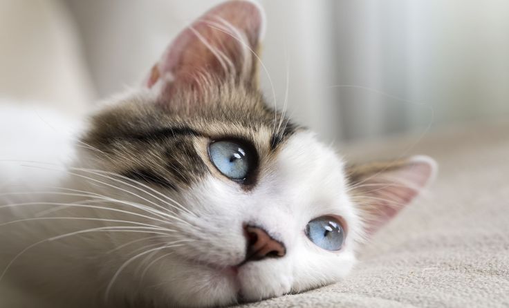 Wer auf die Katze geschossen hat ist noch unklar. Foto: Esin Deniz/shutterstock.com