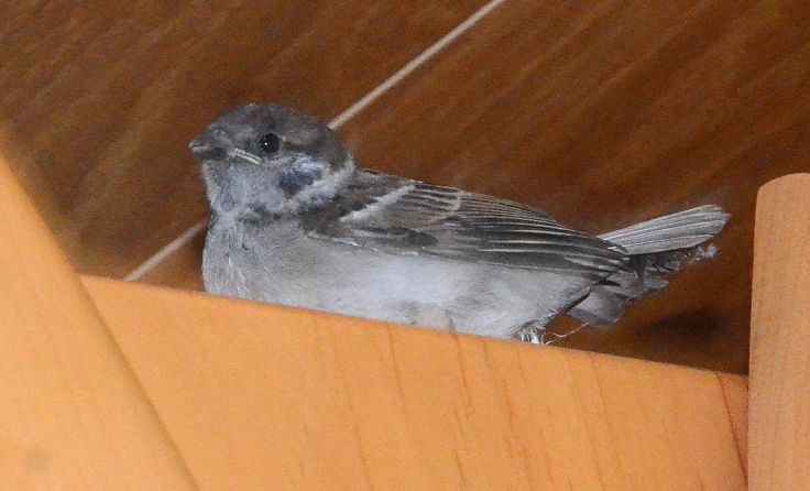 Der Jungvogel ist mittlerweile wieder in Freiheit. Foto: Josef Pointinger