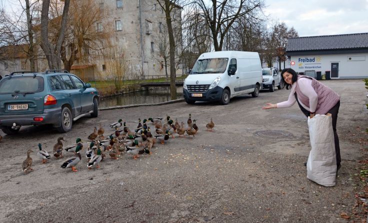 Michaela Riegl füttert die Wildenten am Schlossteich seit fünf Jahren. Foto: Josef Pointinger