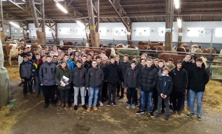 Fachschüler zu Besuch in Ried bei der Rinderversteigerung. Foto: LWBFS Waizenkirchen