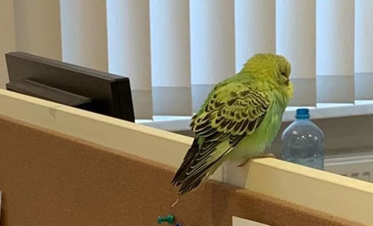 Ein grüner Wellensittich ist am Bezirksgericht Grieskirchen zugeflogen. Fotos: privat