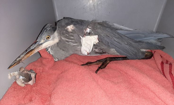 Graureiher nach Flügelamputation in der Krankenstation der Pfotenhilfe. Foto: Pfotenhilfe