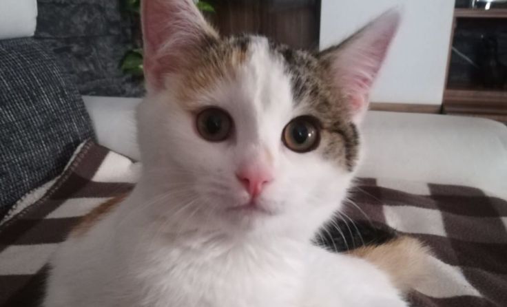 Leila war für die Familie eine echte „Glückskatze“. 