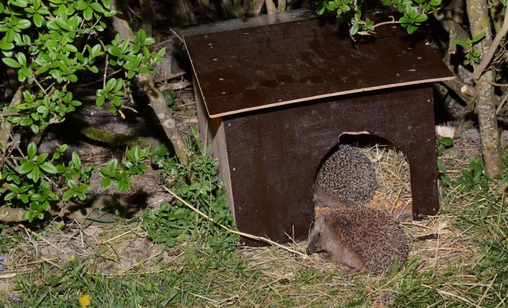 Igel Hansi hält die Vormachtstellung beim Fressen im Igelhäuschen. Der Igelfreund muss warten.
