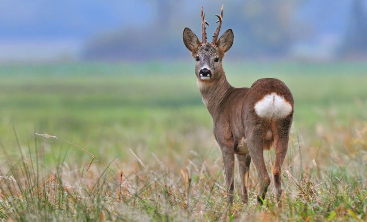 Das Wild kommt ins Visier der Landwirte. Foto: Soru Epotok/shutterstock.com