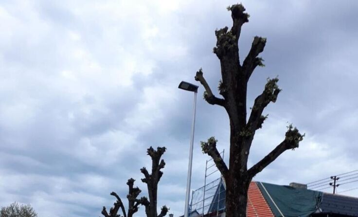 Die frisch geschnittenen Bäume gefallen nicht jedem Bad Schallerbacher. (Foto: privat)