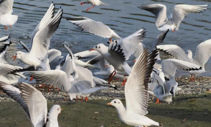 Wildes Vogeltreiben an der Donau. (Foto: strasserge.org)