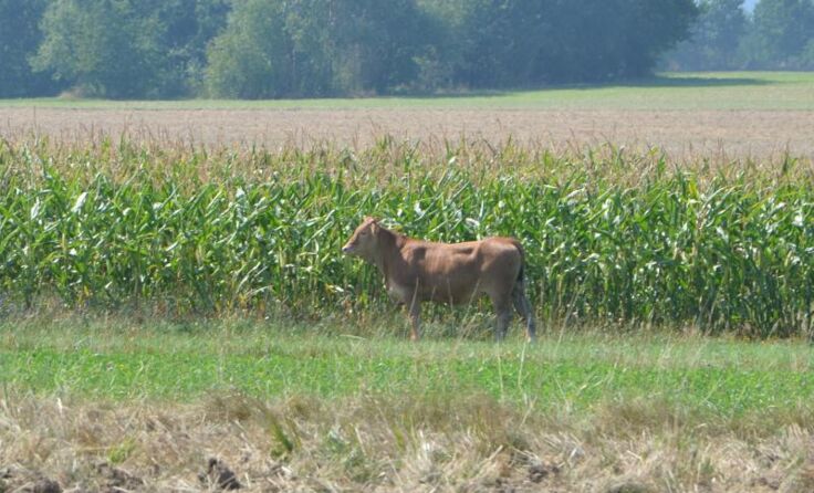 Eines der entlaufenen Kälber am Rand des Maisfeldes.