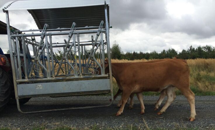 Der Heimtransport der Tiere.