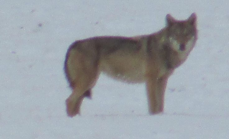 Dies ist das bisher einzige Bild des Wolfes. Aufgenommen in der Nähe von Karlstift. 
