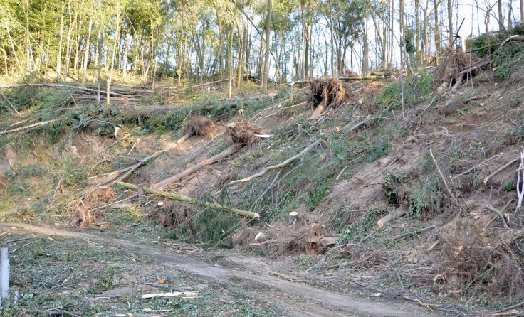 Kaum ein Waldstück im Bereich Holzgraben wurde verschont.