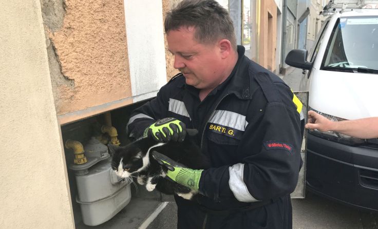 Einer der Feuerwehrmänner konnte die Katze aus dem Verteilerkasten holen.