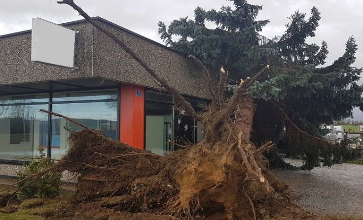 Der Sturm entwurzelte zahlreiche Bäume. Foto: BFK Waidhofen/Thaya - Manfred Damberger