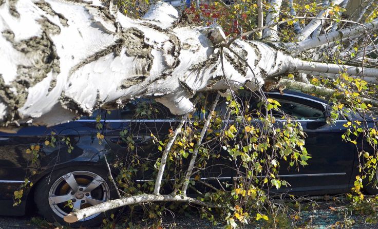 Ein Auto wurde unter den Baum fast zerdrückt.