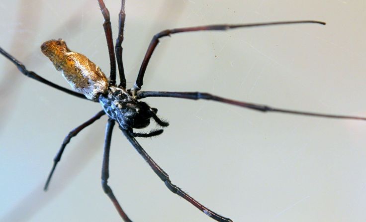Erstmals in Groß Siegharts: Spinnen einmal aus der Nähe bestaunen