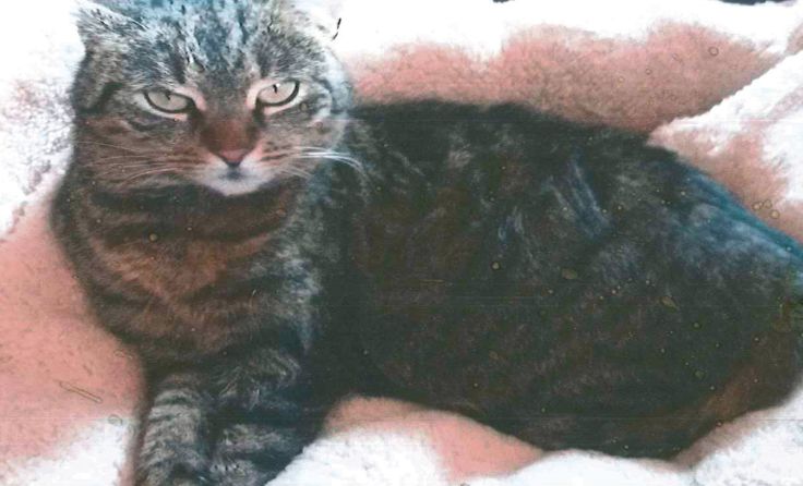 Die zutrauliche Katze tauchte in Karlstift auf. 