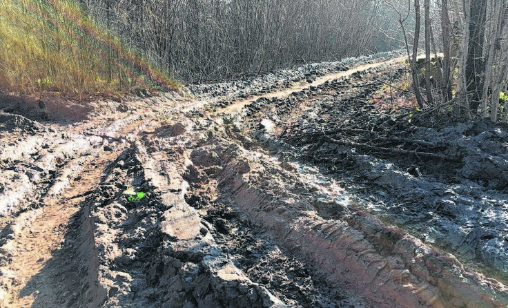 Einer der Wege in der Forstheide, der durch die Schlägerungen in Mitleidenschaft gezogen wurde.