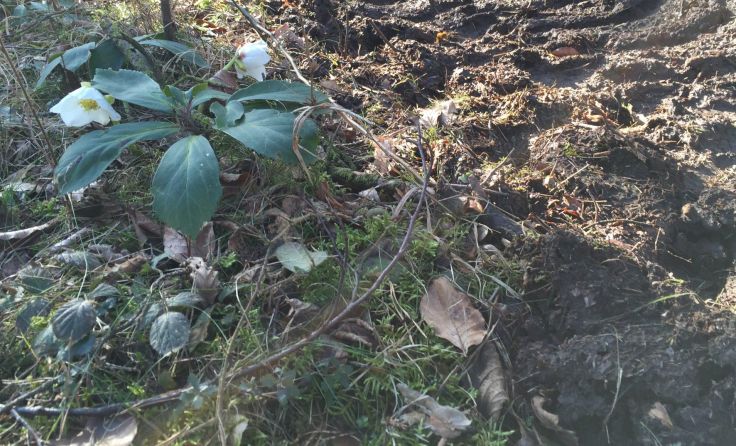 Die Bürgerinitiative sieht die Forstheide von Zerstörung bedroht. Foto: Dirnberger