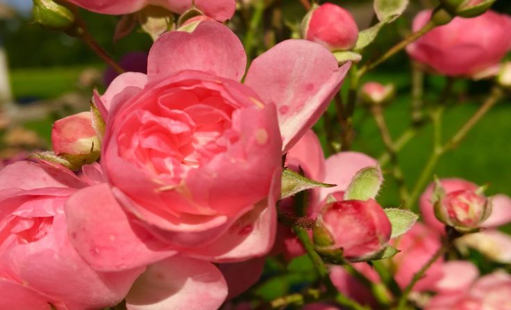 Die Rose steht im Zentrum.