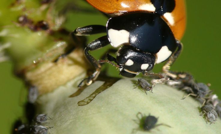 Der Marienkäfer ist ein natürlicher Feind der Blattlaus. Foto: AdobeStock