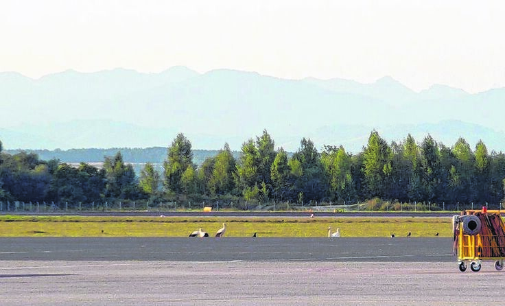 Die Störche fühlen sich auf der Landebahn pudelwohl. Foto: blue danube airport