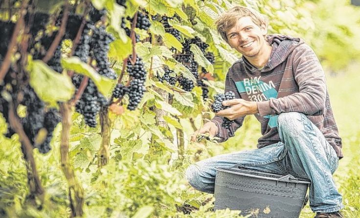 Florian Eschlböck bei der Weinlese. Foto: Foto: Permanent Moments / Andreas Wenter