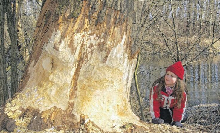 Biber-Schäden im Augebiet. Foto: Wassermann 