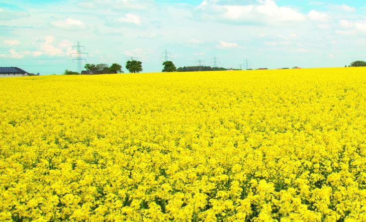 Die Blüte ist vorbei, dafür steht die Ernte kurz bevor. Foto: LK OOE
