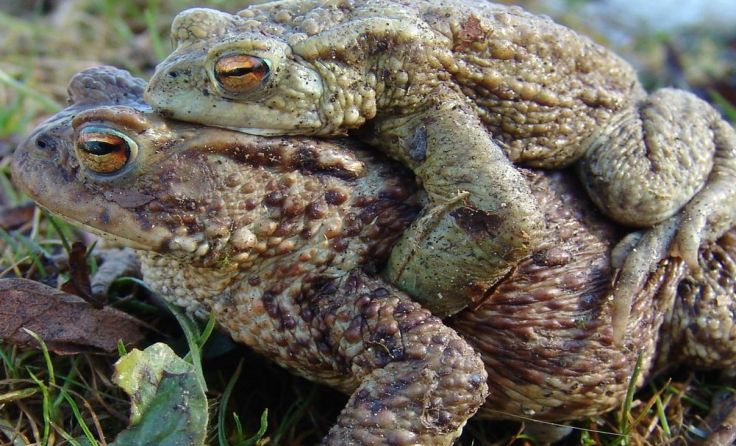„Huckepack“ zu den Laichgewässern (Foto: Lugmair)
