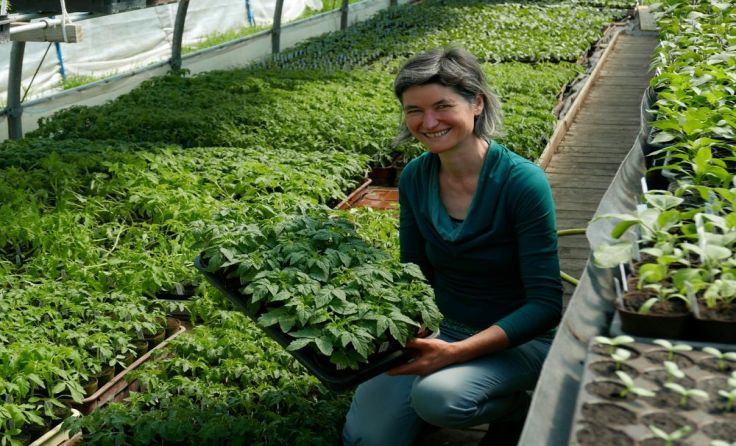 Margit Mayr-Lamm forscht an der Züchtung von besonders robusten Paradeisersorten. Foto: Mayr-Lamm