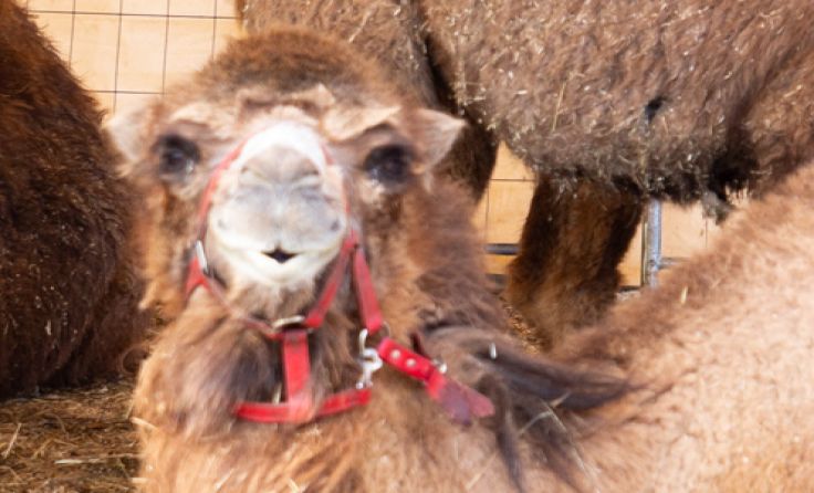 Die Kamele sind wieder wohlbehalten im Zirkus zurück. Foto: Fotokerschi.at/Bayer 