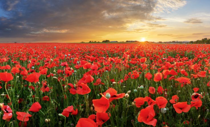 Seniorenbund sucht die schönsten Bilder aus der Region. Foto: shutterstock.com/TTstudio